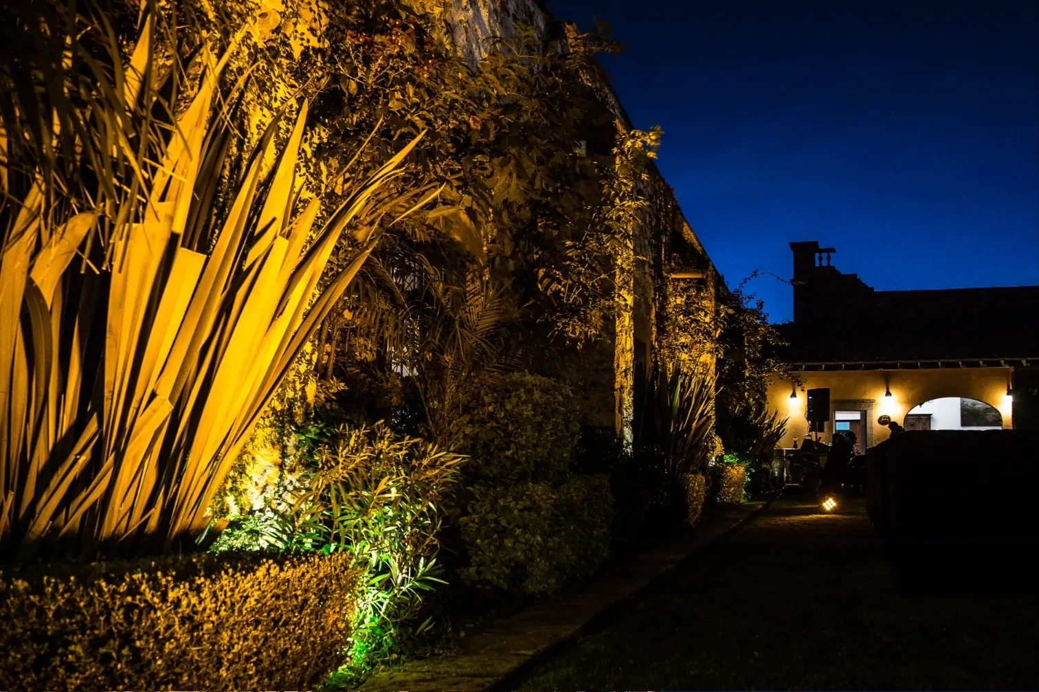 Agaves y muro de piedra con luz rasante al anochecer
