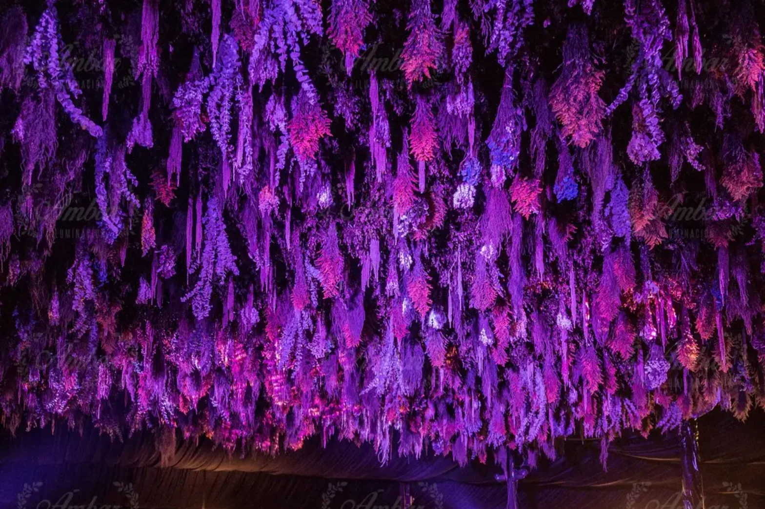 Flores secas suspendidas bañadas en luz violeta
